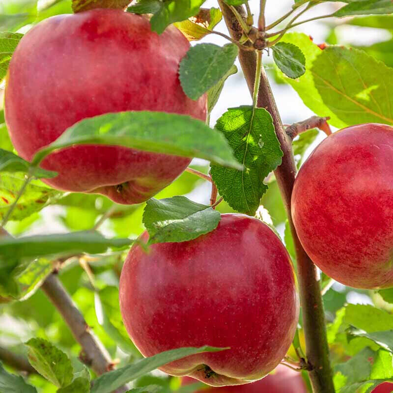 Jonagold alma (malus domestica ‘jonagold’)