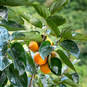 Kaki szilva U-formájú (diospyros kaki ‘tipo’)