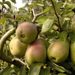 Kornélia körte (pyrus communis ‘kornelia’)