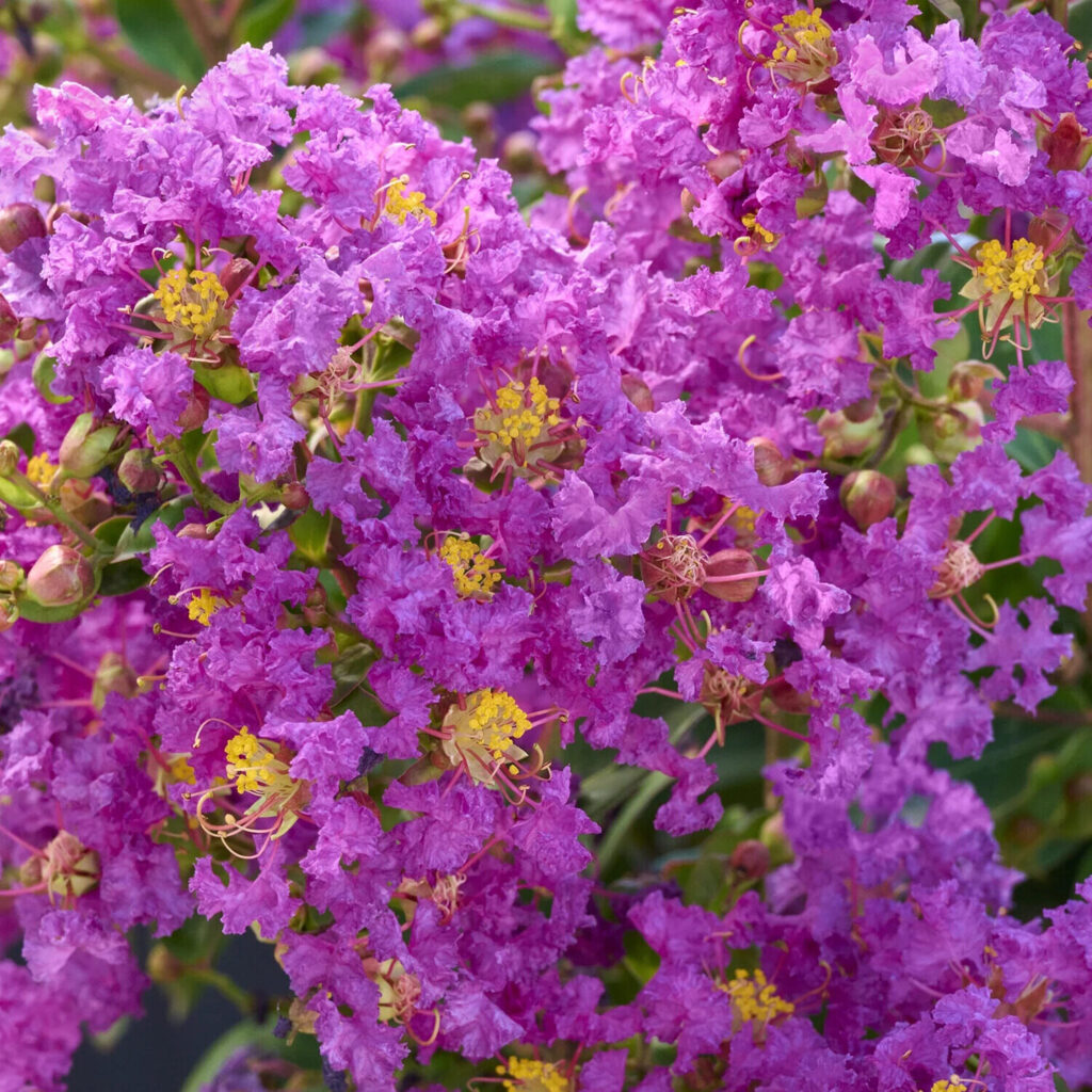 LAGERSTROEMIA INDICA ‘PURPLE STAR’