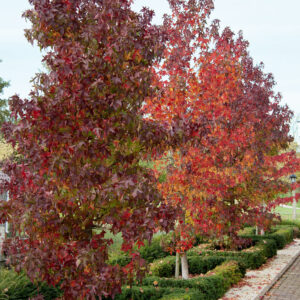 Ámbrafa (liquidambar styraciflua)