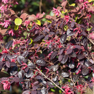 Bíbor rojtosvirág (Loropetalum chinense ‘Black Pearl’)