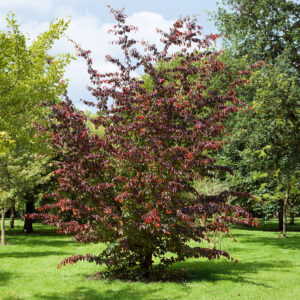 Perzsa varázsfa (parrotia persica ‘Bella’)