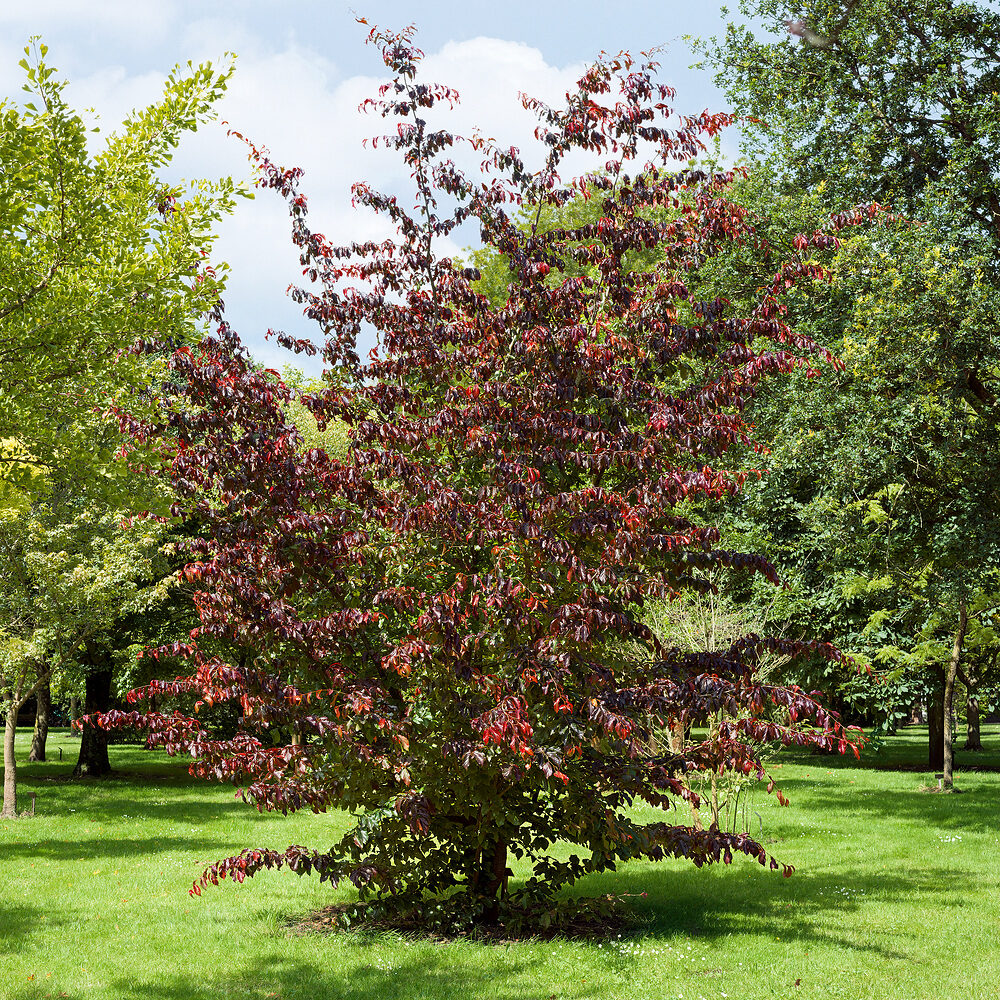 Perzsa varázsfa (parrotia persica ‘Bella’)
