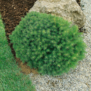 Fehér luc (picea glauca ‘alberta globe’)