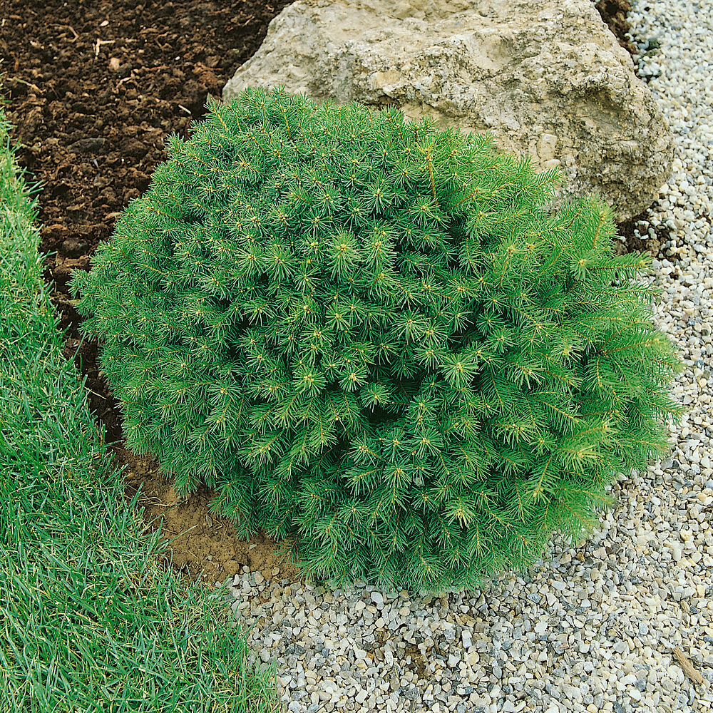 Fehér luc (picea glauca ‘alberta globe’)