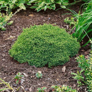 Közönséges luc (picea abies ‘little gem’)