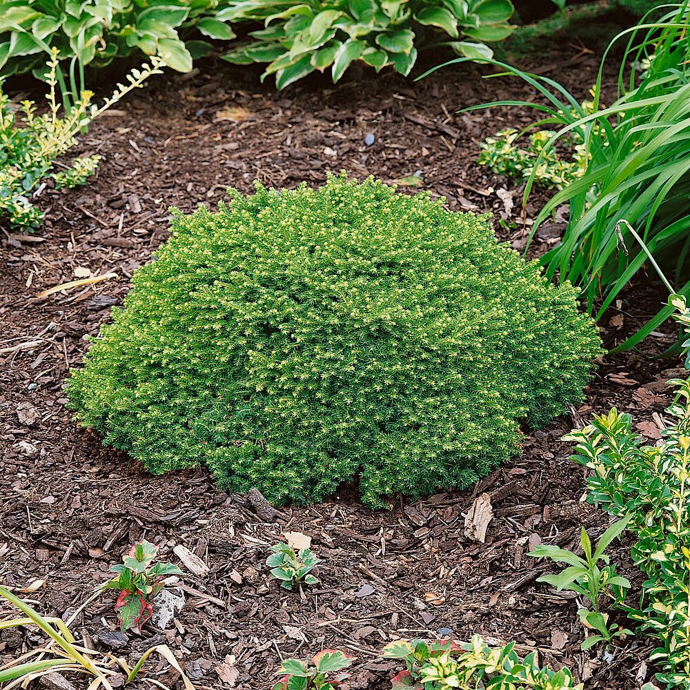 Közönséges luc (picea abies ‘little gem’)