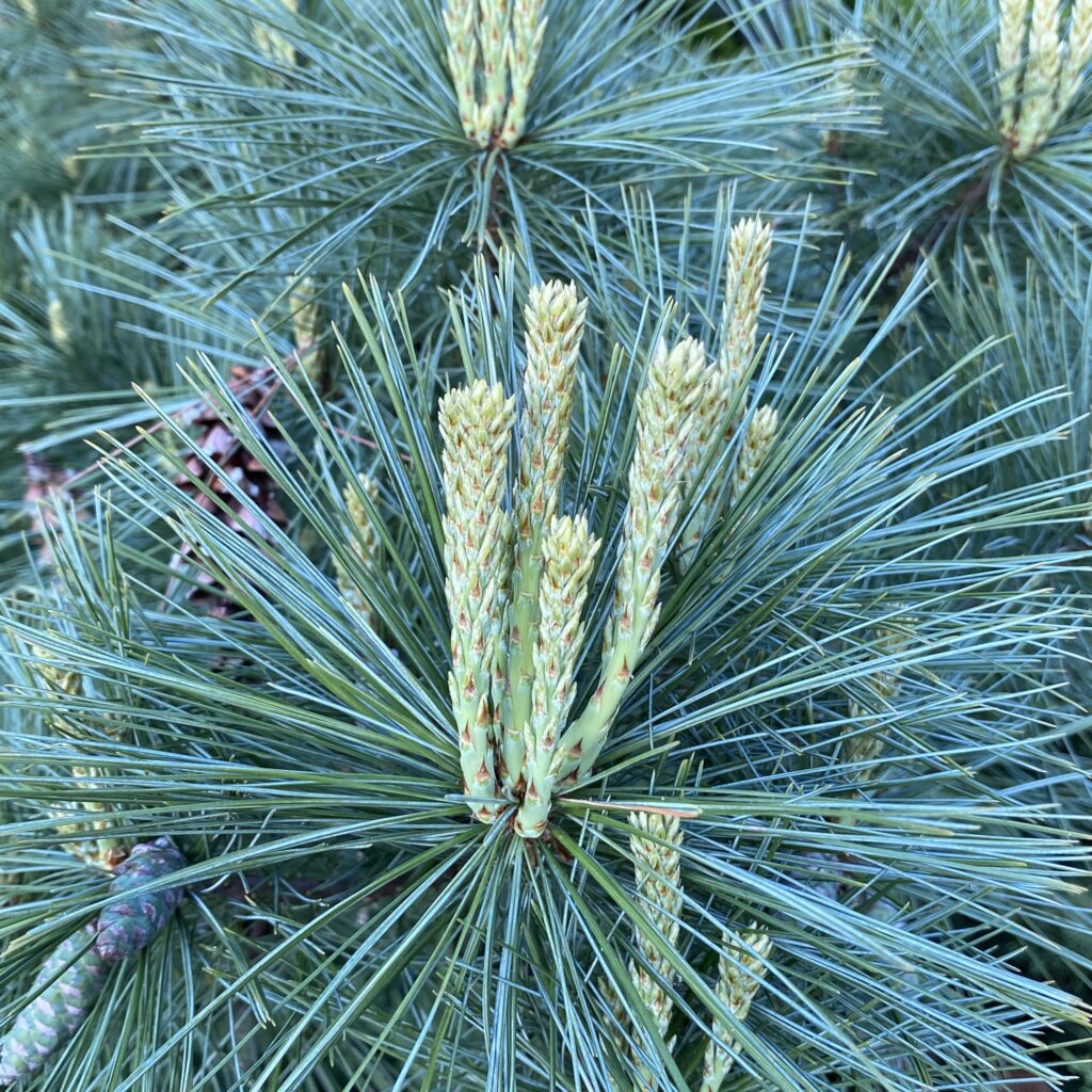 Selyemfenyő (pinus strobus ‘Tiny Curls’)