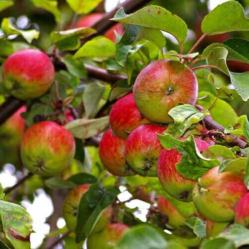 Shampion alma (malus domestica ‘shampion’)