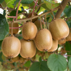 Tomuri kivi (Actinidia chinensis ‘Tomuri’)