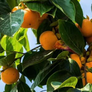 Vanília datolyaszilva (diospyros kaki ‘vaniglia’)