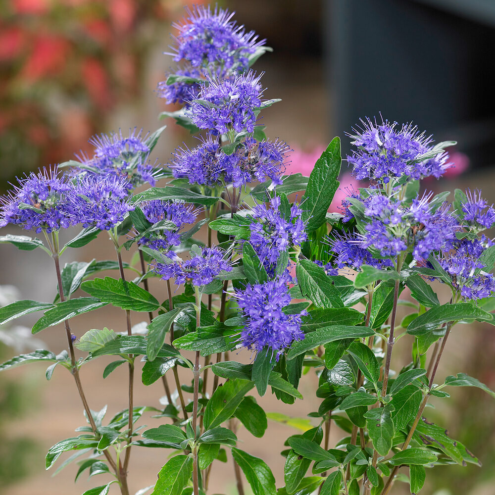 Grand Blue kékszakáll (caryopteris clandonensis ‘grand blue’)
