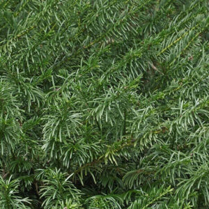 Oszlopos japán szilvafenyő ‘Fastigiata’ (Cephalotaxus harringtonia ‘Fastigiata’)