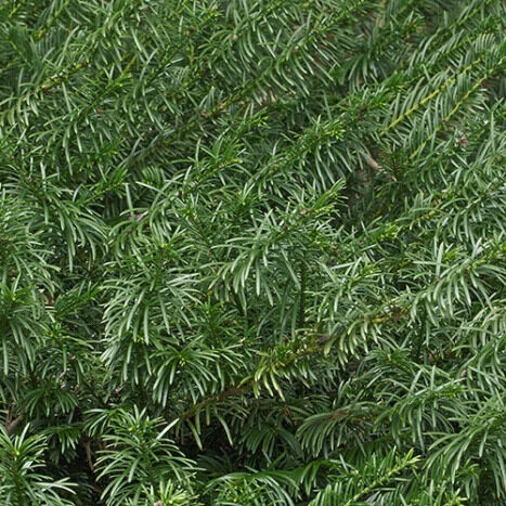 Oszlopos japán szilvafenyő ‘Fastigiata’ (Cephalotaxus harringtonia ‘Fastigiata’)