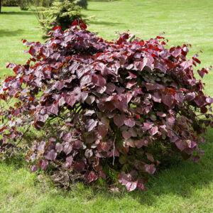 Júdásfa (cercis canadensis ‘Ruby Falls’)