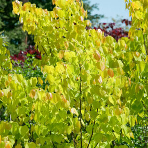 Amerikai júdásfa ‘Hearts of Gold’ (cercis canadensis ‘hearts of gold’)