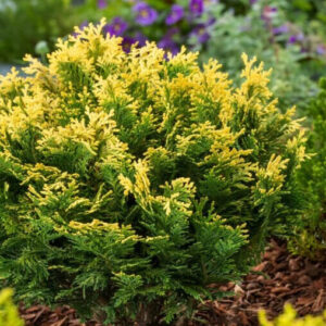 Lawson hamisciprus (chamaecyparis lawsoniana ‘pygmaea argentea’)
