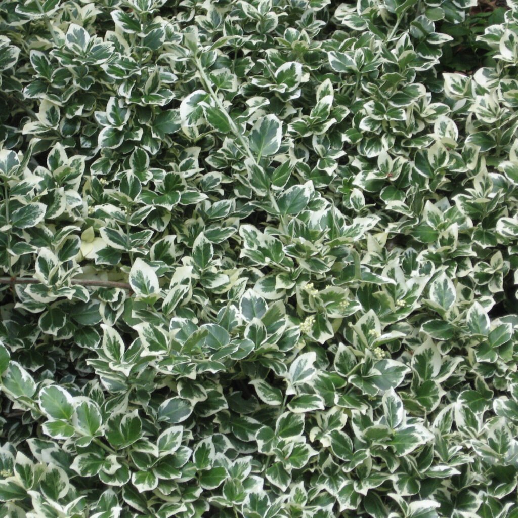 Kúszó kecskerágó (euonymus fortunei ‘Emerald Gaiety’)
