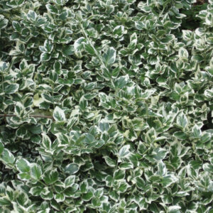 Kúszó kecskerágó (euonymus fortunei ‘Emerald Gaiety’)