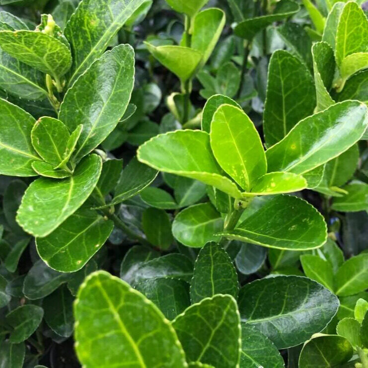 Japán kecskerágó (euonymus japonicus)