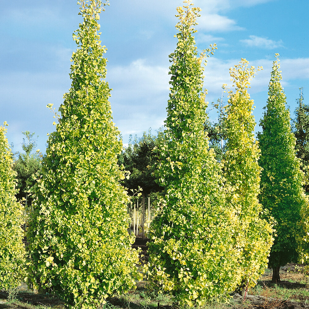 Páfrányfenyő (ginkgo biloba ‘Fastigiata Blagon’)