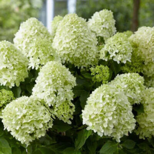 Bugás hortenzia (hydrangea paniculata ‘Little Spooky’)