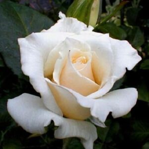 Rózsa – Rosa ‘lenip’ (magastörzsű, fehér)