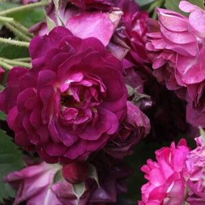 Rózsa – Rosa ‘magenta’ (magastörzsű, magenta rózsaszín)