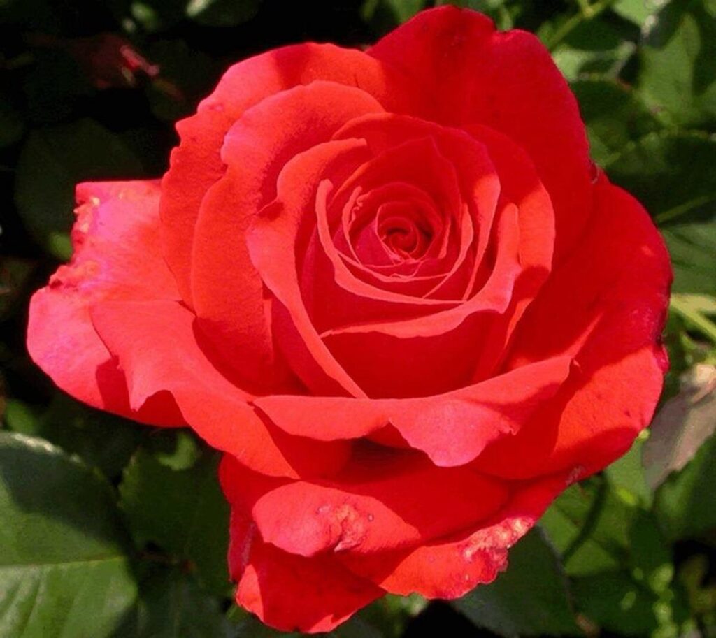 Rózsa – Rosa ‘limar’ (magastörzsű, piros)