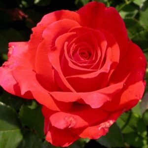 Rózsa – Rosa ‘limar’ (magastörzsű, piros)