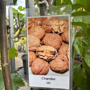 Chandler dió (juglans regia ‘chandler’)