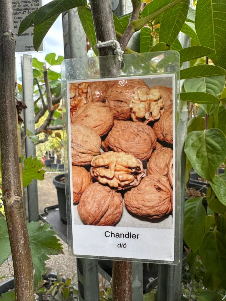 Chandler dió (juglans regia ‘chandler’)