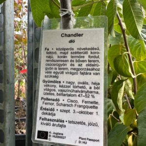 Chandler dió (juglans regia ‘chandler’)