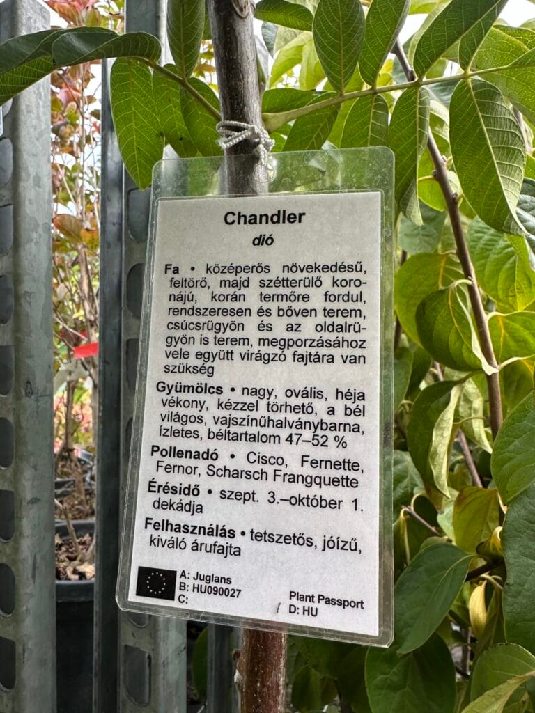 Chandler dió (juglans regia ‘chandler’)