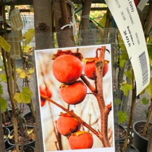 Tipo datolyaszilva (diospyros kaki ‘tipo’)