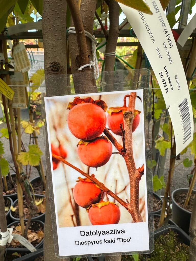 Tipo datolyaszilva (diospyros kaki ‘tipo’)