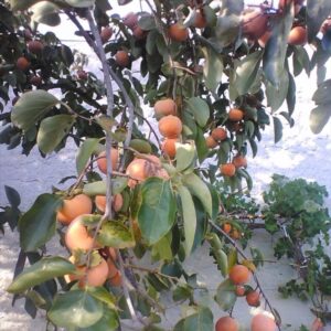 Tipo datolyaszilva (diospyros kaki ‘tipo’)