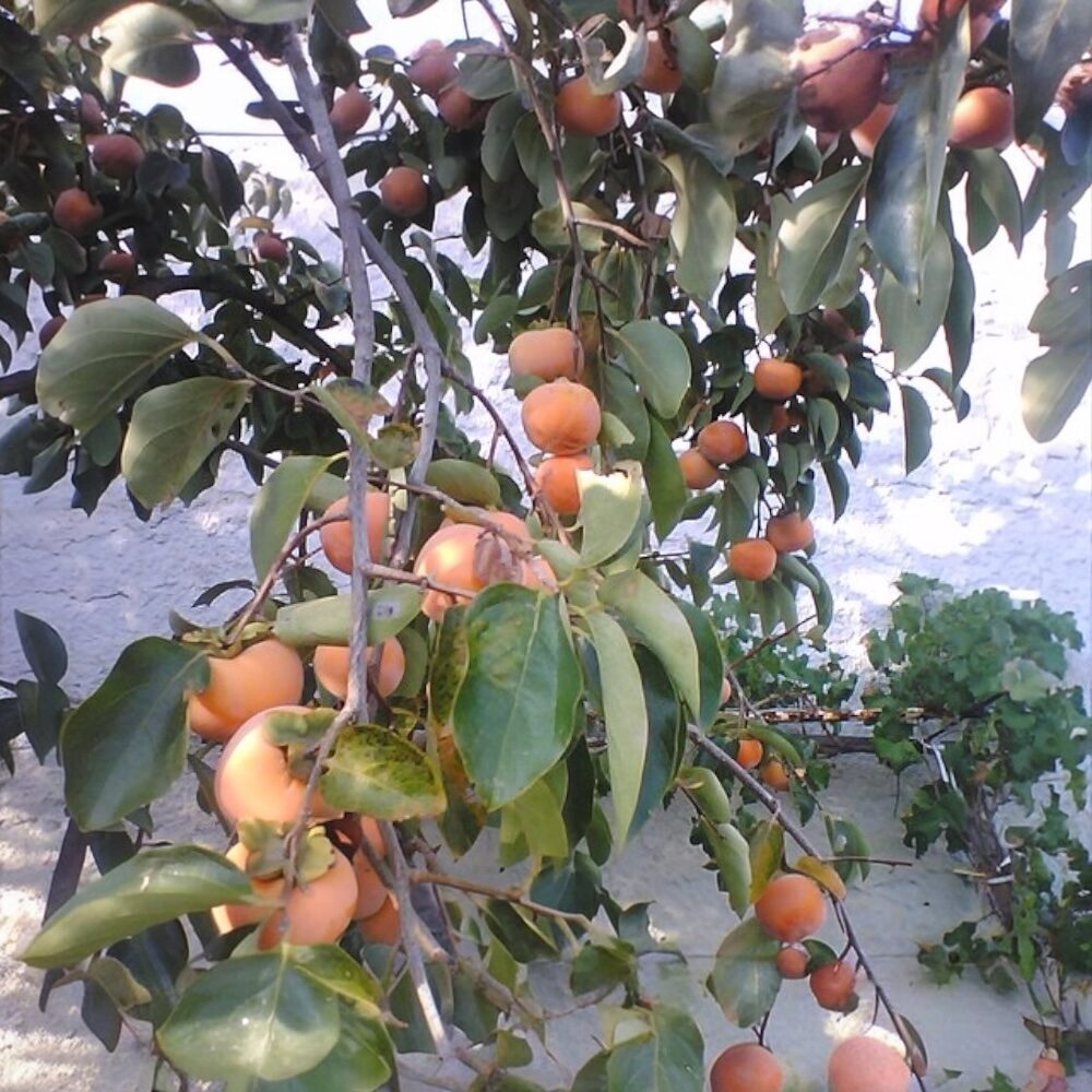 Tipo datolyaszilva (diospyros kaki ‘tipo’)