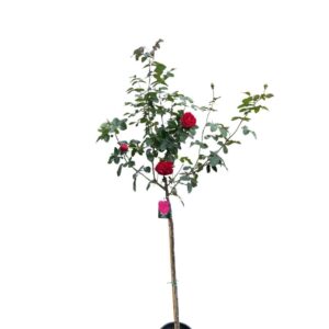 Rózsa – Rosa ‘magenta’ (magastörzsű, magenta rózsaszín)