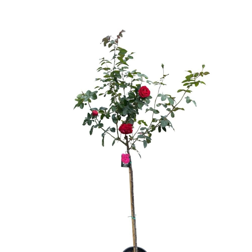 Rózsa – Rosa ‘magenta’ (magastörzsű, magenta rózsaszín)