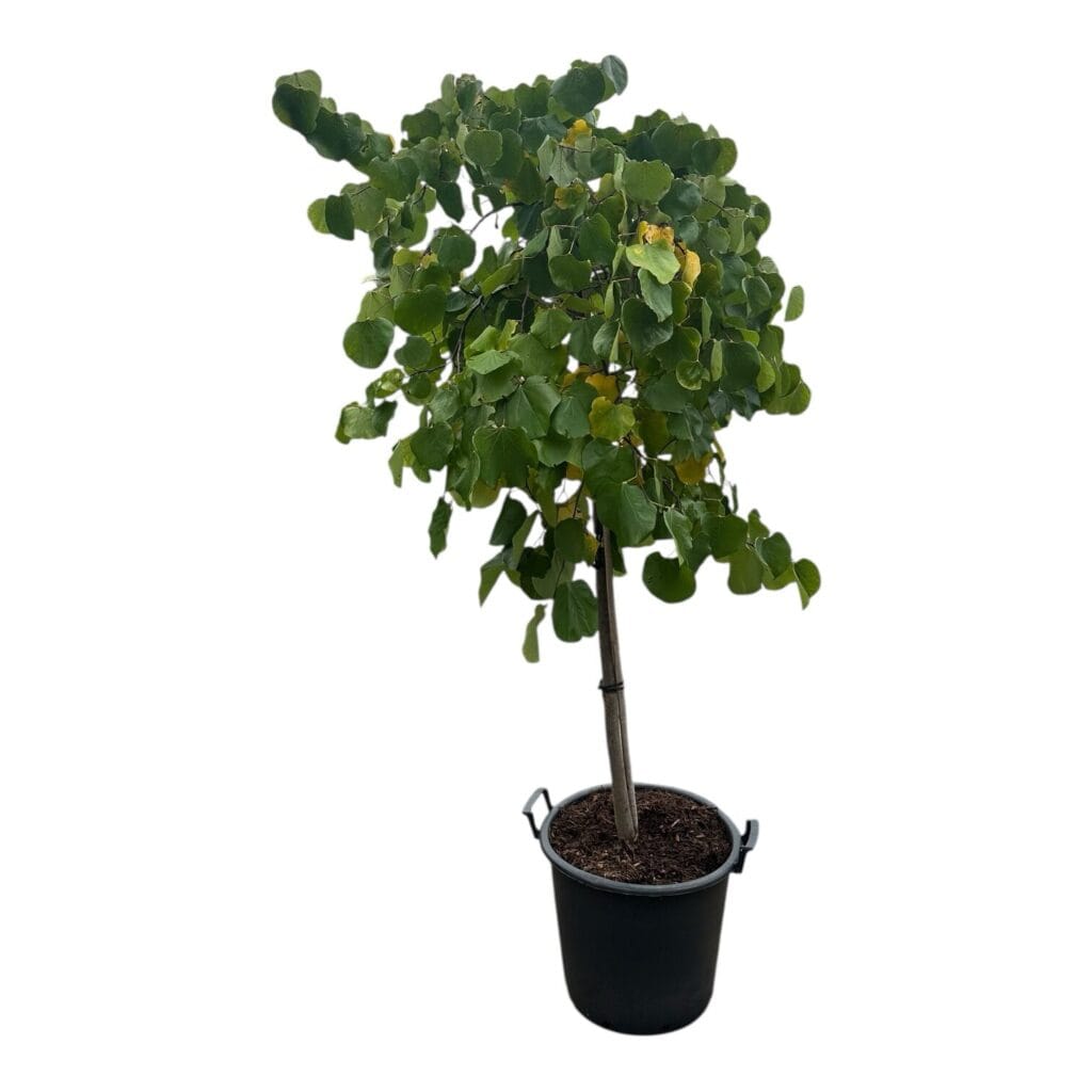 Kompakt júdásfa (Cercis canadensis ‘Traveller’)