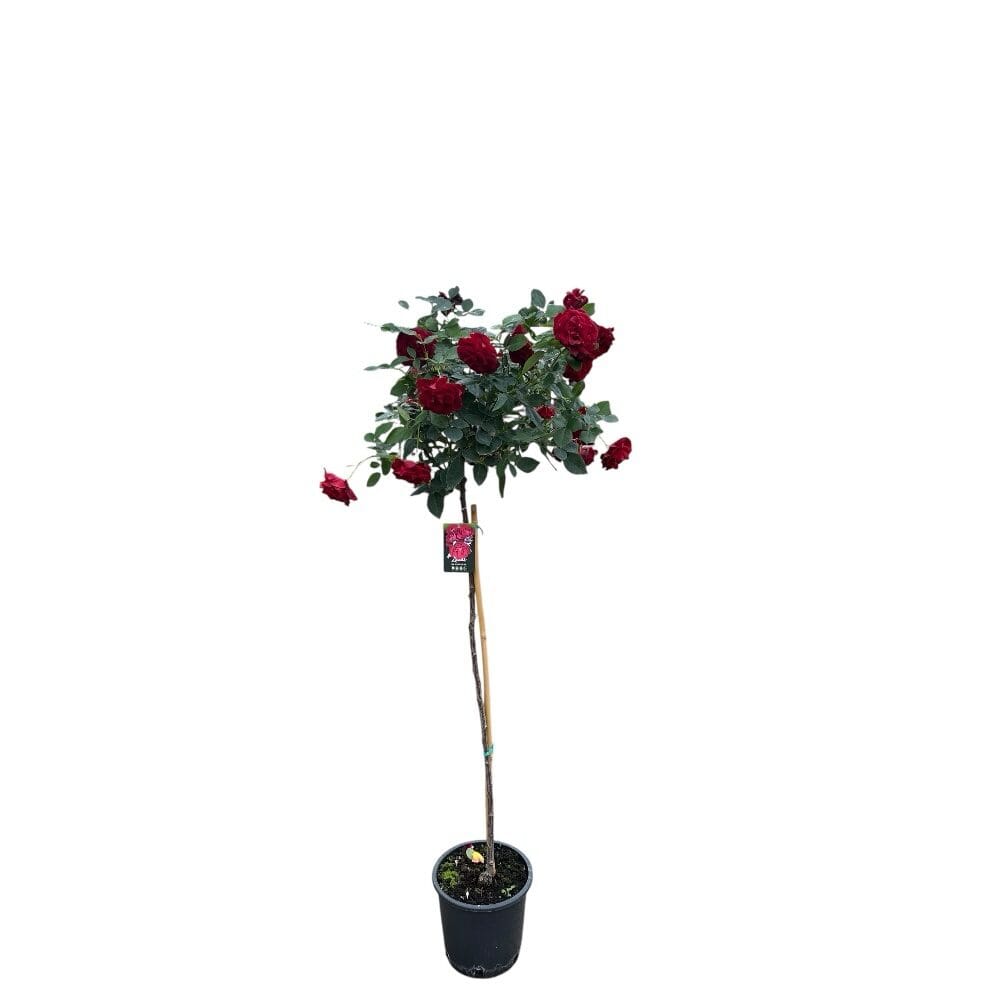 Rózsa – Rosa ‘limar’ (magastörzsű, piros)