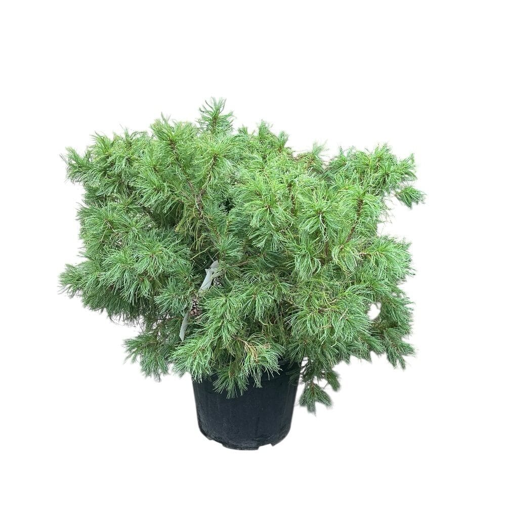 Selyemfenyő (pinus strobus ‘Tiny Curls’)
