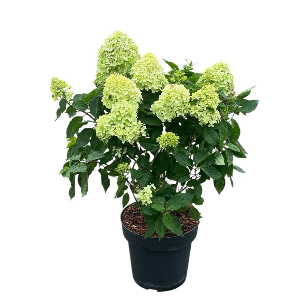 Bugás hortenzia (hydrangea paniculata ‘Little Spooky’)