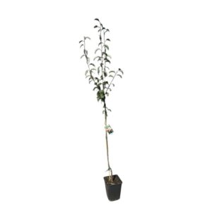 Kornélia körte (pyrus communis ‘kornelia’)