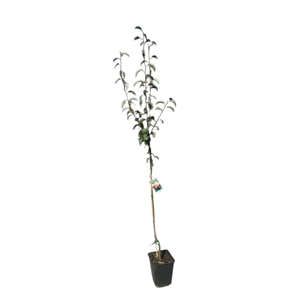 Kornélia körte (pyrus communis ‘kornelia’)