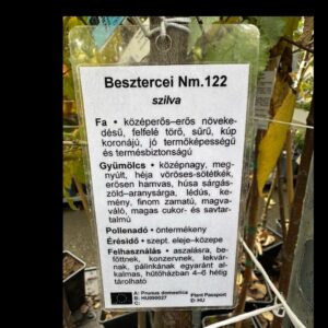 Besztercei szilva (prunus domestica ‘besztercei’)