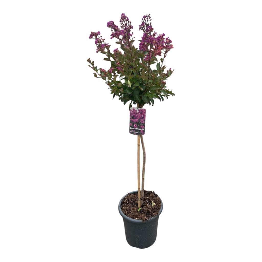 LAGERSTROEMIA INDICA ‘PURPLE STAR’