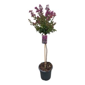 LAGERSTROEMIA INDICA ‘PURPLE STAR’
